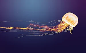 Jellyfish Wallpaper HD Screenshot 1