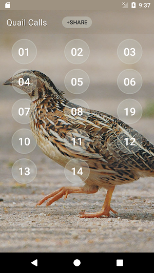 Quail Bird (Animal) Sounds Screenshot 1