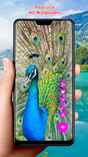 Peacock HD Wallpapers Screenshot 0