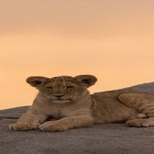 Animal Wallpapers Screenshot 1