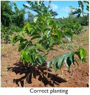 KALRO COFFEE Screenshot 2