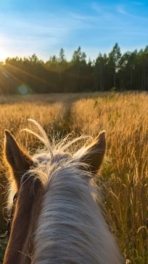 Horseback Riding Wallpaper Screenshot 3