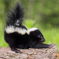 Skunk And Skunky Smell Sounds