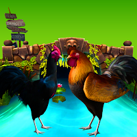 Village cock Fight