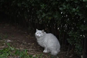 White cats wallpapers Screenshot 1