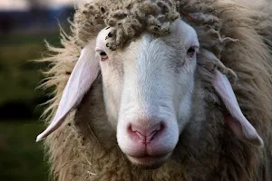 Sheep wallpapers Screenshot 1