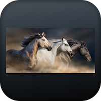 running horse wallpaper 2022