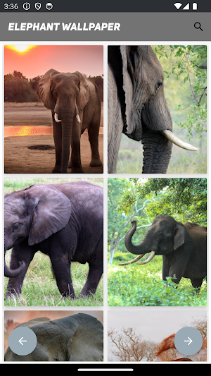 Elephant Wallpaper Screenshot 1
