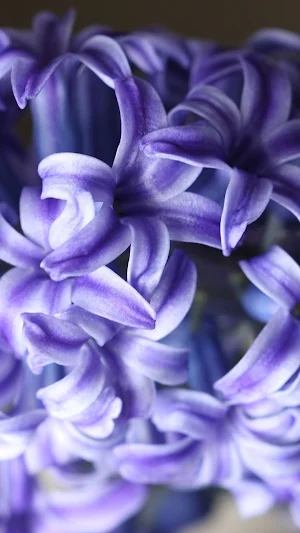 Hyacinth Wallpapers Screenshot 1