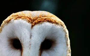 Barn Owl Wallpaper HD screenshot 5