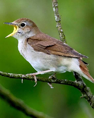 Nightingale bird sounds ~ Sboard.pro Screenshot 0