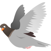 Breeds of pigeons