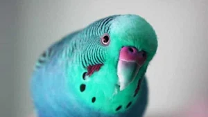 Canto de Pássaro Australiano Screenshot 0