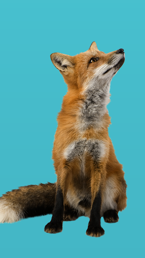 AR Mini Animalia Screenshot 1