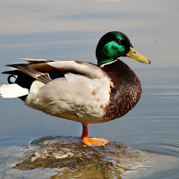 The Duck Picture Puzzle