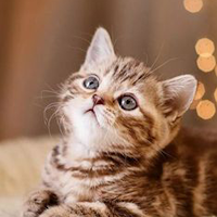 Cat Wallpaper HD