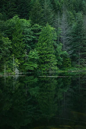 Relaxing Music Screenshot 1