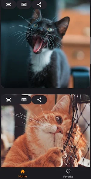Wallpapers Cats 4k Screenshot 2