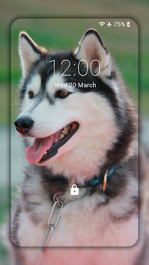 Husky dog Wallpaper HD : backgrounds & themes Screenshot 2