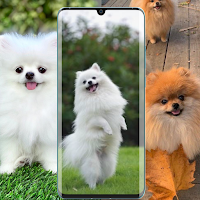 Pomeranian Wallpaper HD & 4K