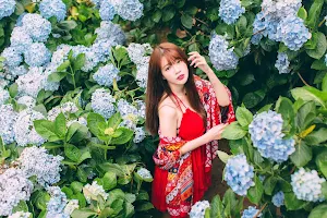 Hydrangea Wallpapers Screenshot 3