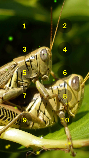 Grasshopper And Cricket Sounds Screenshot 0