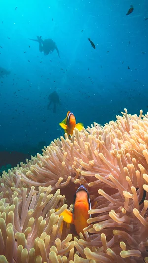 Scuba Diving Wallpaper Screenshot 2
