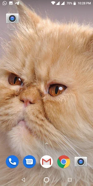 Cute Cat Parsian Wallpapers HD Screenshot 1