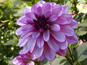 Dahlia Flower Wallpapers Screenshot 3