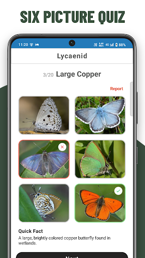 Butterfly Quiz Guess Species Screenshot 2
