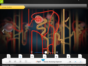HumanAnatomy-UrinarySystem Screenshot 3