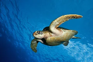 Turtle Wallpaper HD Screenshot 1