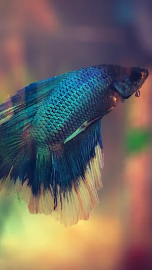 betta fish moving wallpaper Screenshot 0
