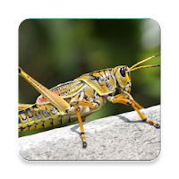 Grasshopper Sound Collections ~ Sclip.app
