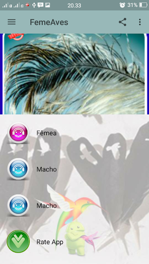 Canto Fêmea de Sabiá Coleira Screenshot 1