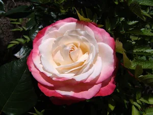 Rose wallpapers Screenshot 1