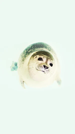 sea lion wallpaper Screenshot 0