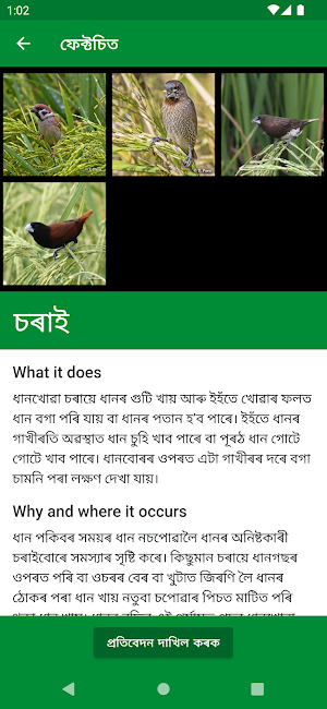 Rice Doctor Assam Screenshot 3