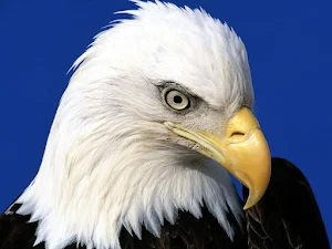 Bald Eagle Wallpaper HD Screenshot 0