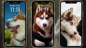 Husky Wallpapers 4K Screenshot 0