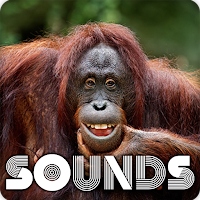 Monkey Sound Ringtones
