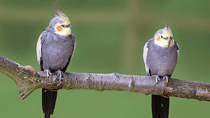 Cockatiel Sounds Screenshot 3