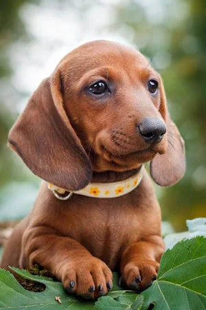 Dachshund Dog Wallpapers Screenshot 1