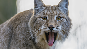 Lynx sounds Screenshot 3