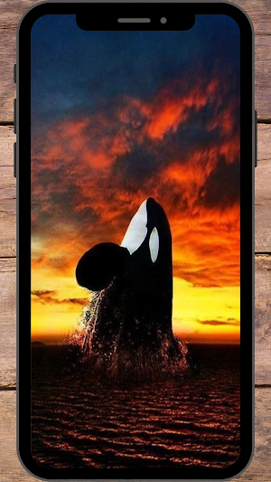 Paus Orca Wallpaper Screenshot 0