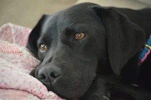 Labrador wallpapers Screenshot 1