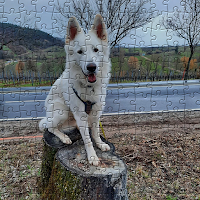 Dogs Jigsaw Puzzle