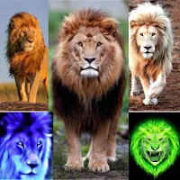lion pictures wallpapers