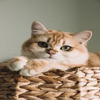 Cat Wallpapers