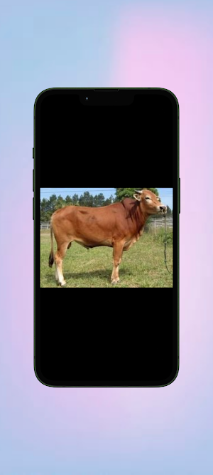 Sapi WalL Screenshot 3